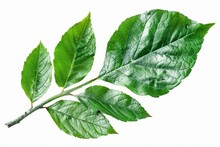 On A White Background, A Green Leaf
