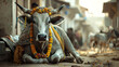 Sacred cow in India. 