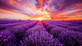 Fototapeta  - Lavender Field Landscape at Sunset. Stunning View with Dramatic Sky and Vibrant Purple Colors at Dusk