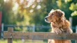 Golden retriever patiently waiting by the wooden fence