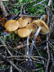 Wall Mural - Funeral bell, Galerina marginata, also known as deadly skullcap or deadly Galerina, poisonous mushroom from Finland