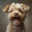 © LUPACO IMAGES - Small Dog With Mouth Wide Open