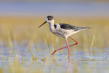 Poster - Black Winged Stilt against vivid background