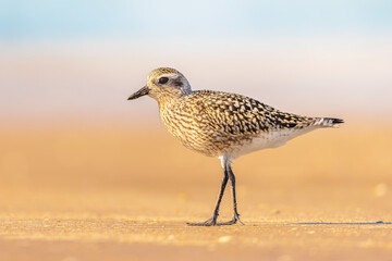 Wall Mural - Black-bellied plover on beach