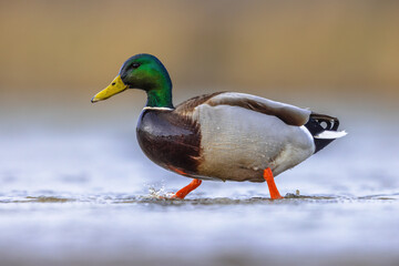 Canvas Print - Male Mallard walking in water of wetland