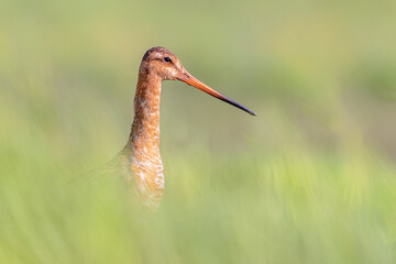 Poster - Portrait of Black-tailed Godwit wader bird looking in the camera