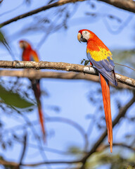 Poster - Scarlet macaw couple in tree