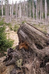 stump in the forest