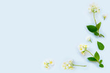 Fototapeta Kwiaty - White Jasmine flowers pattern top view, flat lay. delicate spring flowers.
