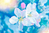 Fototapeta Kosmos - Blurred. Spring. Blossoming branch apple. nature