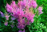 Fototapeta Dmuchawce - Blurred. Colorful bright flowers astilba