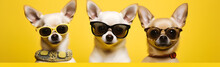 Group Of Three Chihuahua Dogs In Sunglasses Isolated On Yellow Background