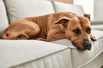 Wall Mural - A tranquil brown dog resting on a white sofa in a bright living room setting, exuding a sense of domestic comfort.
