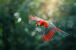 Scarlet Macaw flying in tropical forest