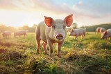 Fototapeta Zwierzęta - Free range domestic pigs eating on a meadow