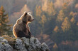 Brown  bear sitting on clifftop looking for something