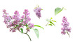 Lilac flowers and leaves isolated on a transparent background