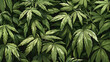Lush Cannabis Plant Foliage Pattern