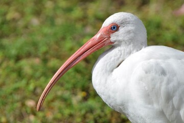 bird close up of a white ibis beak