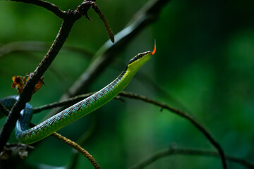 Wall Mural - Close up of underwood's bronzeback snake dendrelaphis underwoodi, slithering on tree branches, with natural bokeh background 