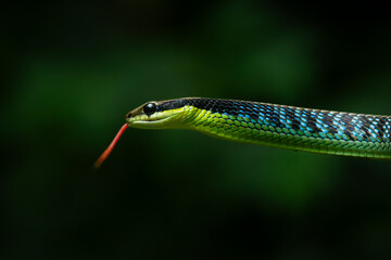 Wall Mural - Close up of underwood's bronzeback snake dendrelaphis underwoodi, slithering on tree branches, with natural bokeh background 