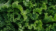 Verdant Vitality, A Close-up View Of Lush Kale Leaves, Showcasing Their Vibrant Green Hue And The Intricate, Ruffled Texture That Symbolizes Health And Wholesome Nutrition.