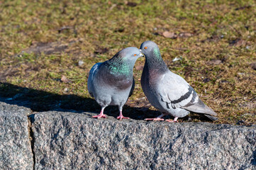 Closeup of dove in Orebro city center Sweden