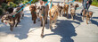 © RooM The Agency - Close-Up of two people taking a group of dogs for a walk, Florida, USA