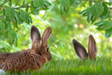Fototapeta Zwierzęta - 2 rabbits on the grass