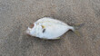 Butterfish dead fish carcass with fly on beach