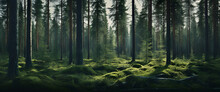 Spruce Tree Forest, Sunbeams Through Fog Illuminating Moss And Fern Covered Forest Floor, Creating A Mystic Atmosphere.
