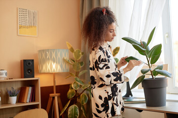 Side view portrait of Black young woman taking care of potted tropical houseplant in cozy home copy space