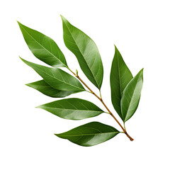 Wall Mural - bay leaf isolated on transparent background