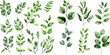 Watercolor elements green leaves branches set
