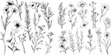 Fototapeta Natura - Vector collection of hand drawn plants