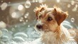 © Omtuanmuda - Puppy enjoying a playful bubble bath in a tranquil home setting