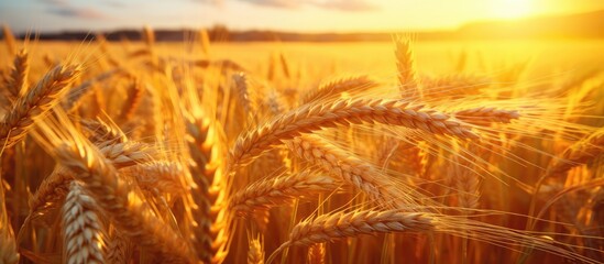 Wall Mural - The sun is casting a golden glow over a vast field of wheat, creating a picturesque landscape that highlights the beauty of agriculture and nature