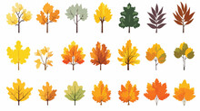 Autumn Leaves Colorful Flat Set Of Maple Oak Birch