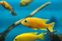 Yellow Cichlid In An Aquarium Blue Background. Aquarium Fish.