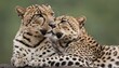 A Pair Of Leopards Grooming Each Other Affectionat