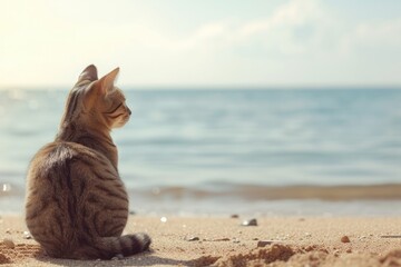 Funny cat sitting on beach sand relaxing on the sea shore.