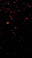 Wall Mural - rose flower falling animation with transparent background 