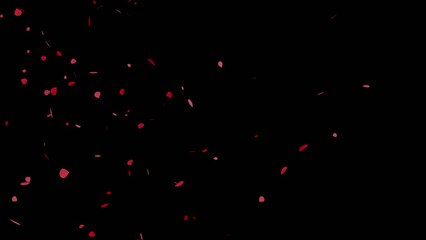 Wall Mural - rose petals falling video overlay animation with transparent background	