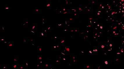 Wall Mural - rose petals falling video overlay animation with transparent background 
