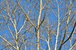 Ein kahle Birke (typisch die weiße Rinde) vor tiefblauem Himmel 