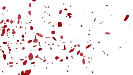 Wall Mural - rose petals falling overlay animation with transparent background
