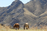 Fototapeta Konie - Enjoy the beauty of wild horses in their natural habitat. Watch them graze peacefully in the stunning river delta. Enjoy the view of majestic rocks against the backdrop of the steppe landscape.