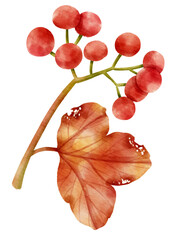 Wall Mural - Branch of Red berries watercolor style Decorative Element