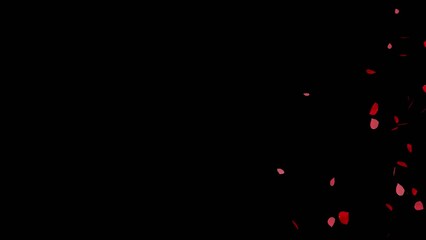 Wall Mural - rose petals falling transition animation with transparent background