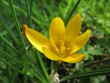 Zbliżenie na żółty kwiat krokusa